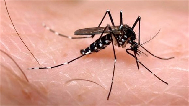 El Servicio de Control de Plagas de SADECO alerta sobre la presencia de «mosquitos tigre» en Córdoba