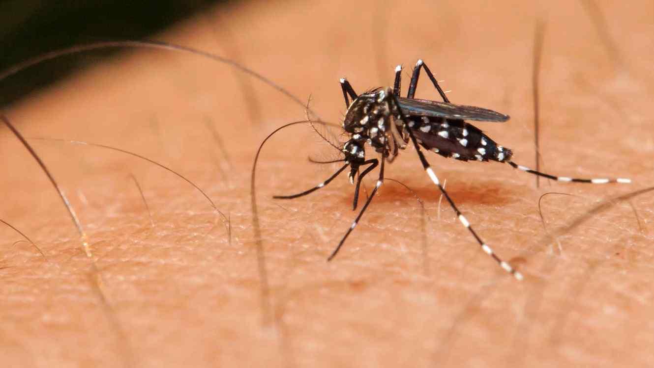 Sadeco coordina con la UCO y Salud los avisos ciudadanos por posible presencia de mosquito tigre