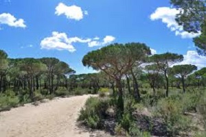 Ecologistas en Acción Andalucía solicita la suspensión de la próxima peregrinación rociera en el Espacio Natural Doñana