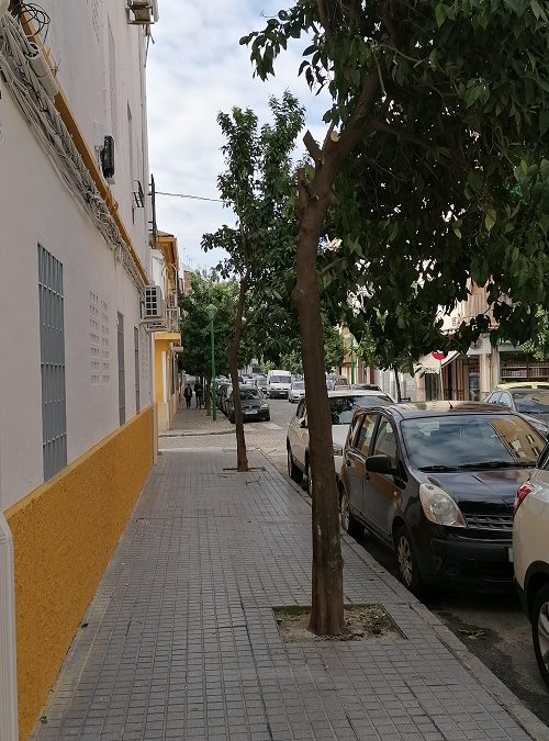 Plan del arbolado en Córdoba
