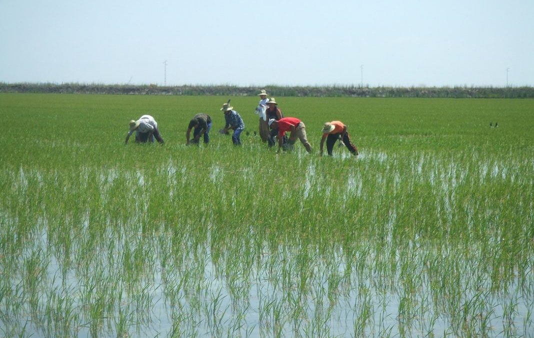 El arrozal necesita adaptarse a nuevos retos para su sostenibilidad en el entorno de Doñana