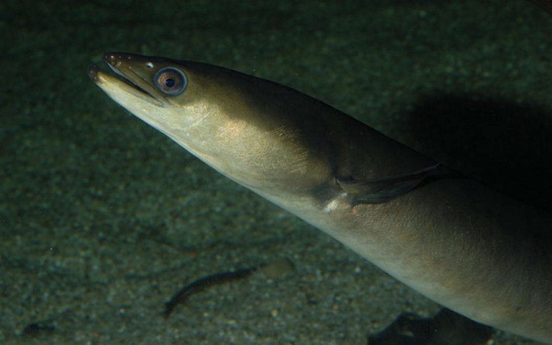 Ecologistas pide la declaración de la anguila y su inmaduro la angula como especie en extinción para conseguir su recuperación en aguas marítimas andaluzas.
