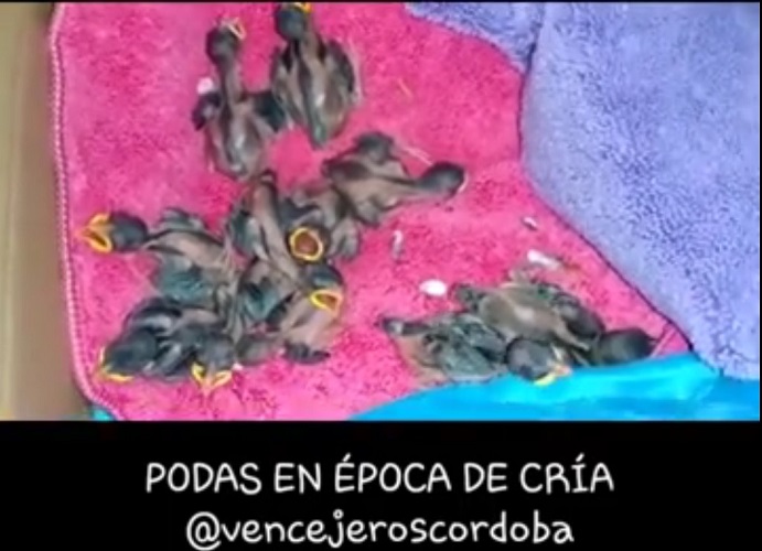 Vencejeros Córdoba denuncia la poda de arboleda y el taponamiento de nidos con aves en cría