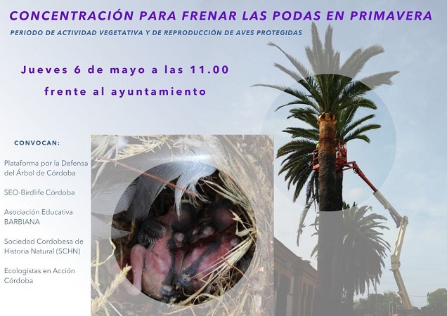 Concentración mañana jueves en la puerta del Ayuntamiento contra las podas en primavera