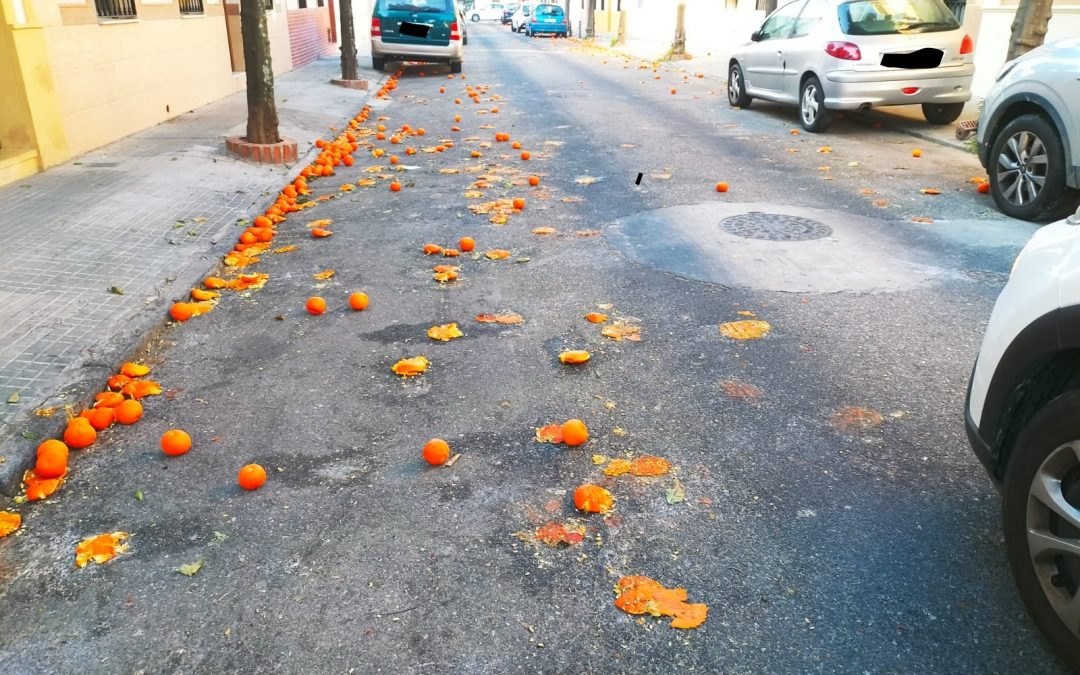 El Consejo de Distrito Sur denuncia, un año más, los problemas por la poda y la falta de recogida de naranjas