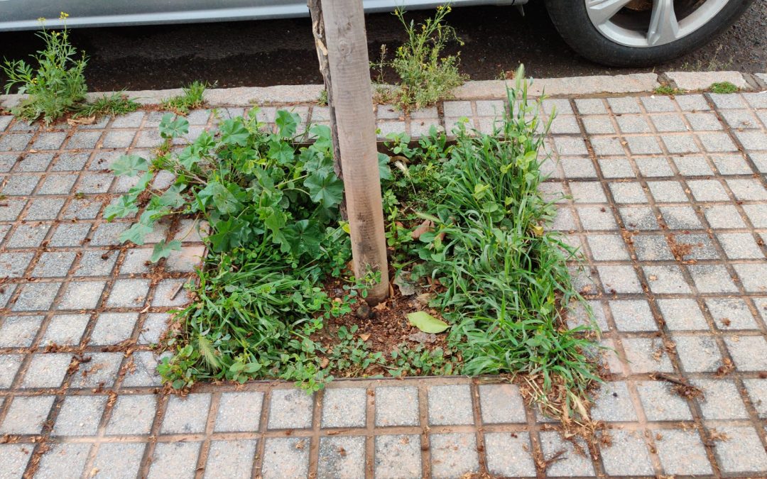 Ecologistas en Acción reclama un nuevo modelo de gestión de las hierbas silvestres en la ciudad