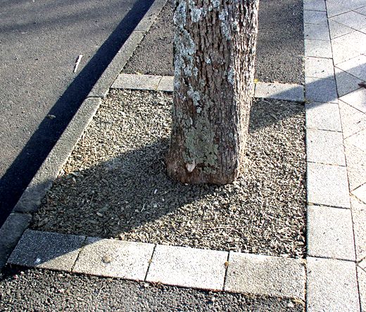 Ecologistas en Acción advierte al Ayuntamiento de los daños al arbolado por la pavimentación de alcorques