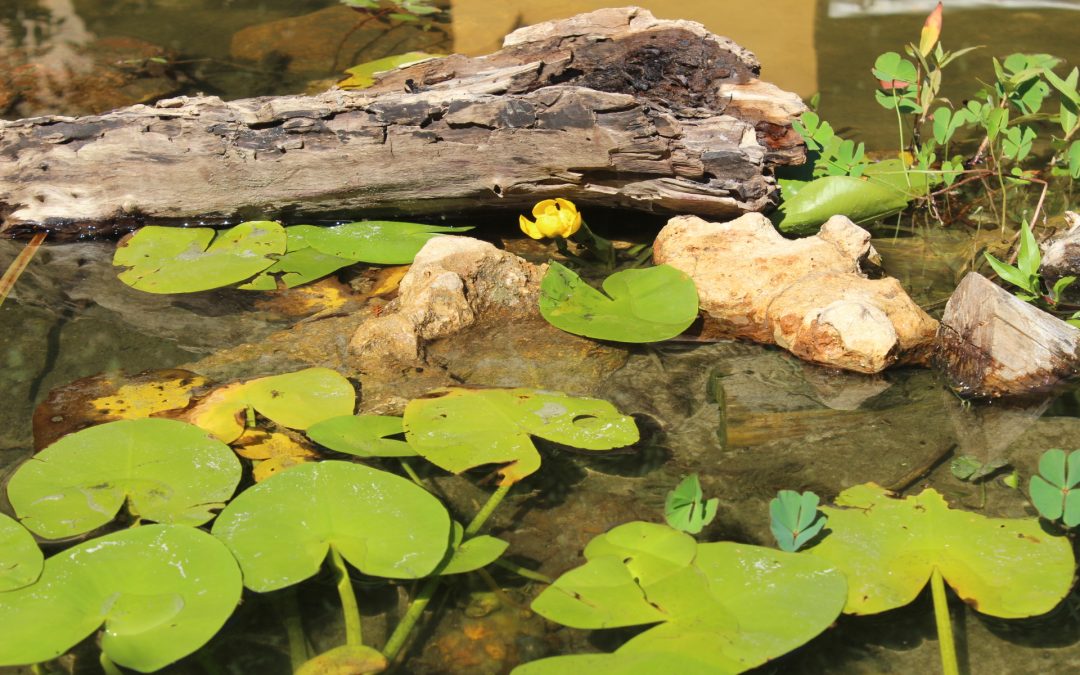 “Axerquía por el Clima” y “Regina Magdalena por el Clima” liberan numerosos ejemplares de fauna acuática en el estanque de Orive