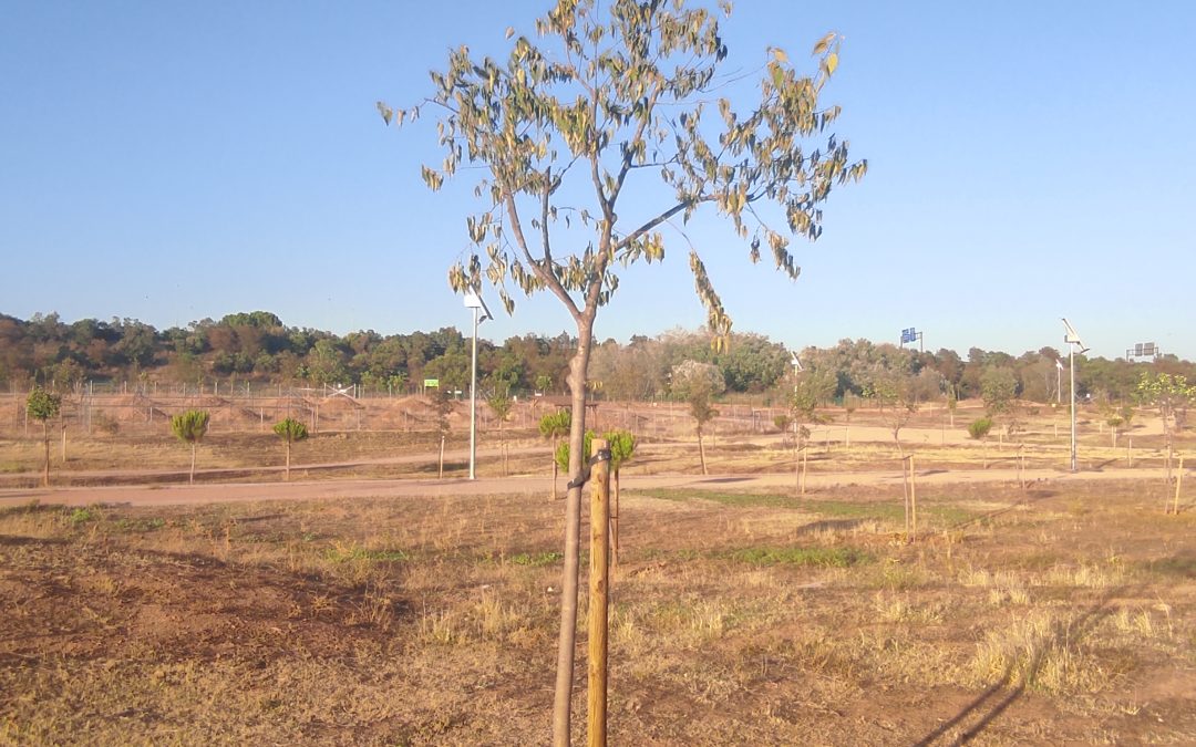 La Plataforma en Defensa del Arroyo Pedroches denuncia que el Parque de Levante vuelve a secarse por falta de riego