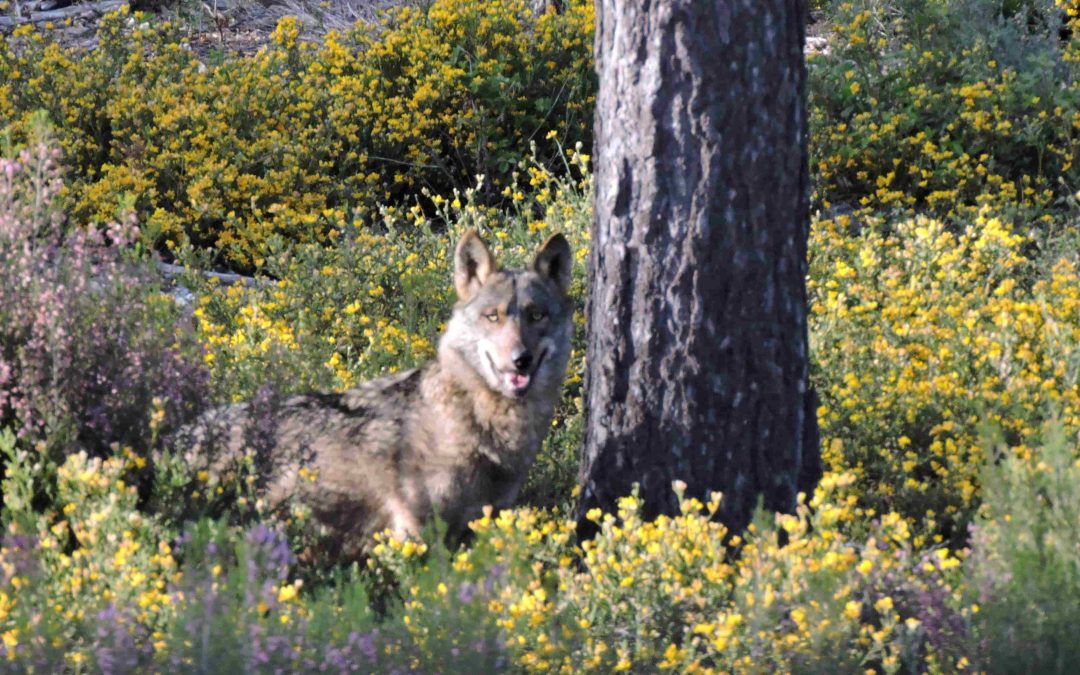 Ecologistas en Acción Andalucía pide a la Junta que actúe ante la extinción del lobo