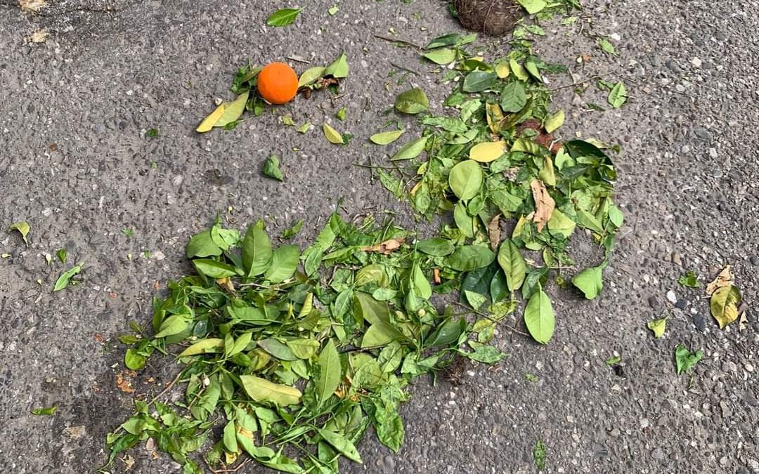 Denuncian la muerte de pájaros en la recogida de naranja