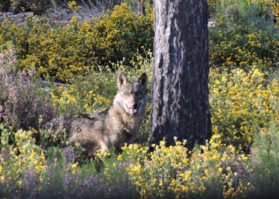 Ecologistas en Acción Andalucía denuncia que la Junta pide ahora desproteger al lobo cuando está extinguido por su culpa