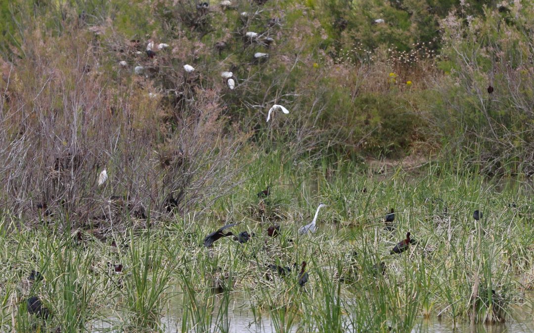 Ecologistas en Acción y SEO/BirdLife denuncian el fracaso reproductor de morito común y garza imperial en el Parque Nacional de Doñana por las deficientes medidas de conservación