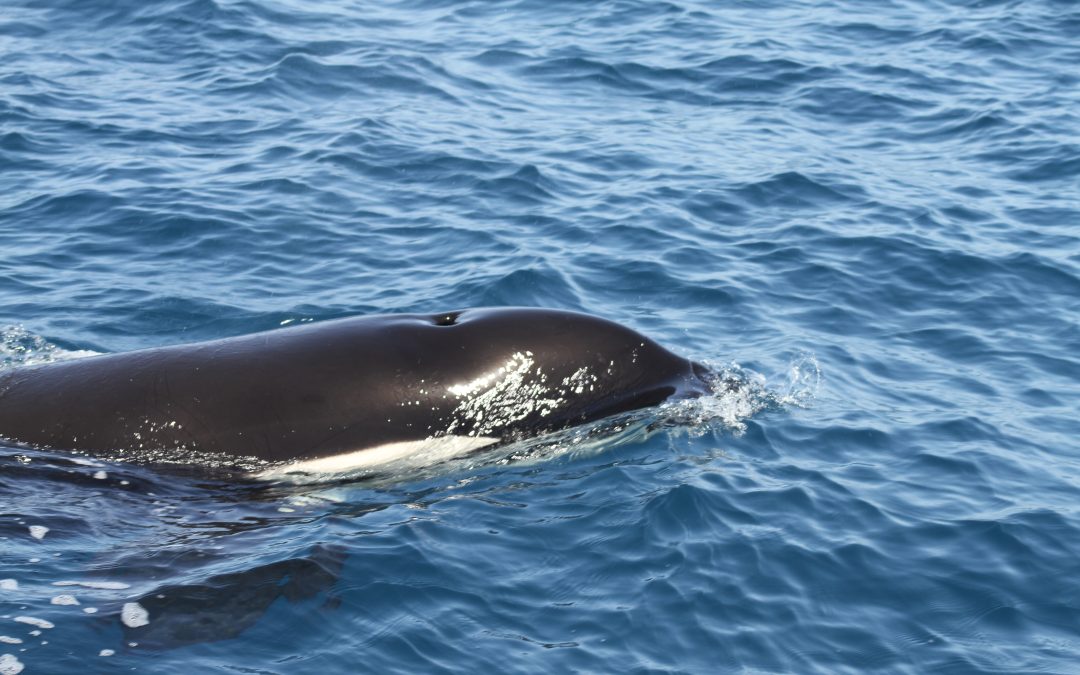 Concluye la campaña En Defensa de la Orca Ibérica a bordo del velero Diosa Maat