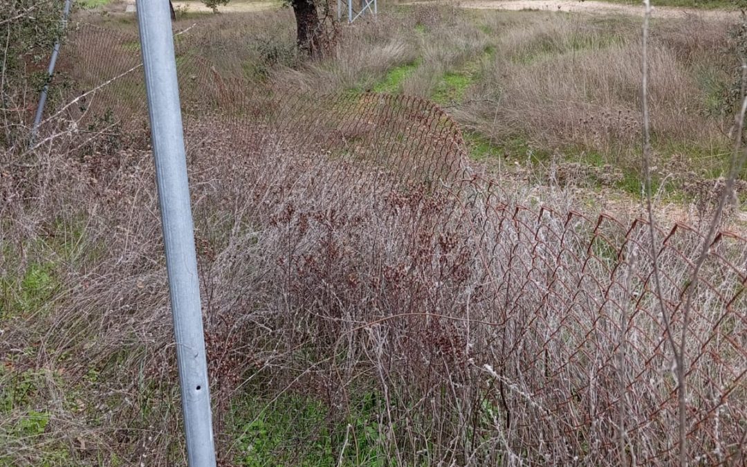 Los linces ibéricos siguen muriendo en la N-420: una tragedia evitable