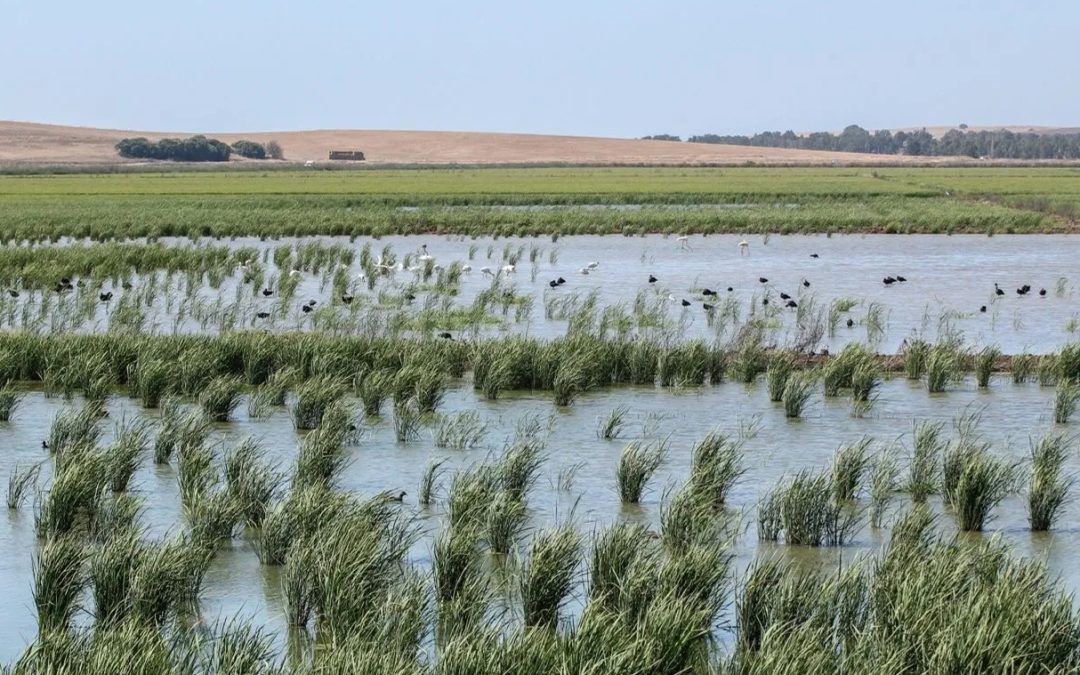 La recuperación de la Laguna de la Janda paralizada por la inacción del estado