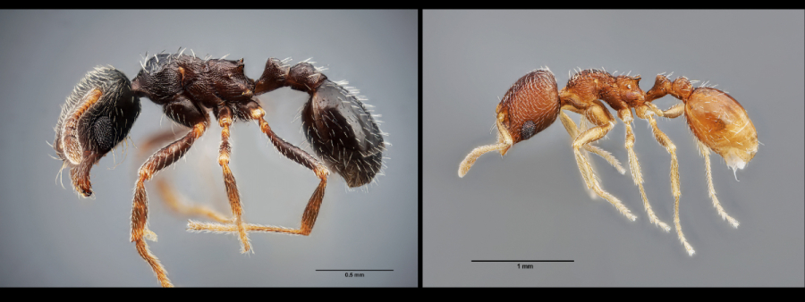 Identifican dos nuevas especies de hormigas en España