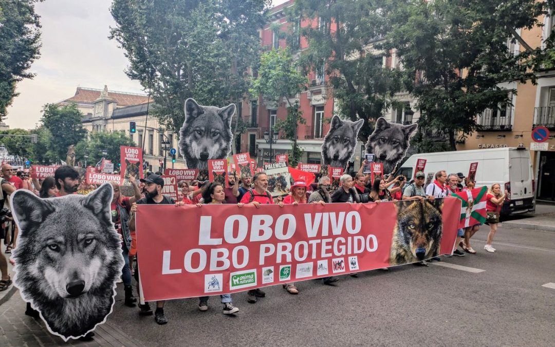 España se moviliza en defensa del lobo