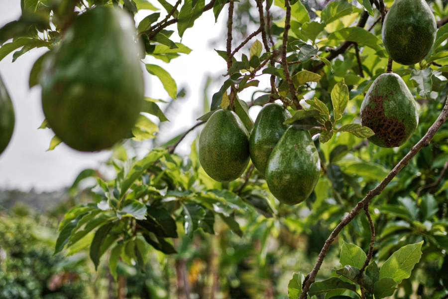 Transforman los residuos de la poda del aguacate en un bioaditivo para estabilizar emulsiones